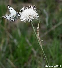 Image result for Scabiosa drakensbergensis