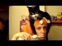 Cute Cats Annoying Their Humans Funny Cats Crazy Cats Cute Cats