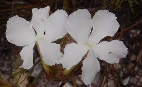 Image result for Harveya