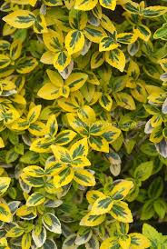 Colour schemes vary and there is likely to be a colour combination that pleases most gardeners. Euonymus Fortunei Morgold Variegated Green And Yellow Foliage Shrub Leaves Flower Stock Photography Yellow Shrubs Planting Flowers