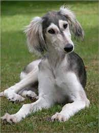 Salukis For Beginners Ebook By Larry Higgins Rakuten Kobo Saluki Puppy Saluki Dogs Pet Dogs
