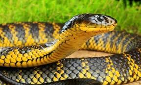 Hasil gambar untuk tiger snake