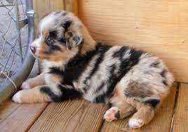 Pine Hill Aussies Misty S First Litter Cute Animals Animals Beautiful Puppies