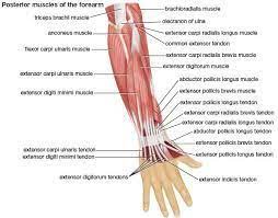 The flexor pollicis longus is situated on the radial side of the forearm, lying in the same plane as the preceding. Pin On Build Muscle