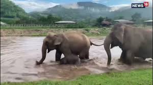 Clumsy baby elephant loves bath time i love that he tries to steal the hose. Baby Elephant Enjoys Bath In River Becomes Centre Of Attraction For Its Adorable Behaviour Youtube