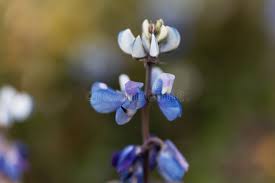 Image result for Lupinus mexicanus