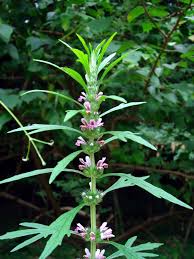 Image result for Leonurus japonicus