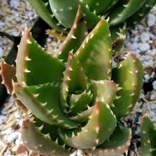 Image result for Aloe nuttii