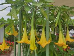 Image result for Brugmansia aurea