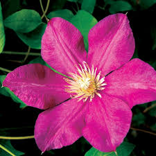 Виды и сорта клематисов с фото и описанием. Clematis Crimson Star Clearview Horticultural Products