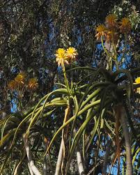 Image result for Aloidendron tongaense