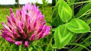 Wild Food Foraging Red Clover Plant Protein Youtube