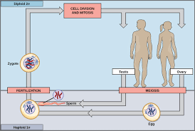 While asexual reproduction only involves one organism, sexual reproduction requires both a asexual reproduction is reproduction that occurs without any interaction between two different advantages and disadvantages. Sexual Reproduction Boundless Biology