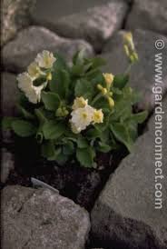 Image result for Primula x pubescens
