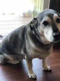 Cute corgi puppy corgi mix cute dogs and puppies. Corgi Puppies For Sale Portland Or 304459 Petzlover