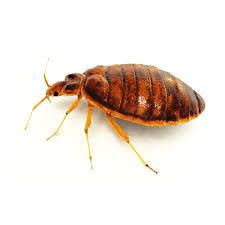 Bonus termite & pest control. Safe Pest Control Services Winston Salem Nc The Dead Pest Society