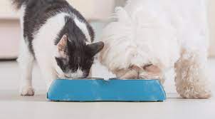 Are there young children, older people, or people with weak immune systems who will care for or be around the pet? Pet Nutrition Help Near Me 34655 Animal Care Center Of Pasco County