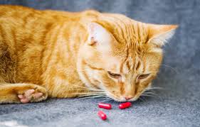 Maybe you would like to learn more about one of these? How To Give A Cat A Pill And Get Your Cat To Swallow It Reader S Digest
