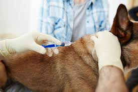 We love the pet hospitals and can't recommend them enough! Veterinary Hospital San Fernando 24 Hour Animal Hospital San Fernando