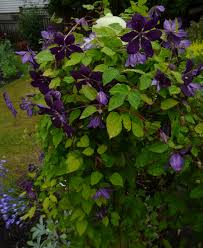 Maybe you would like to learn more about one of these? Clematis Kiri Te Kanawa Clematis In Seattle