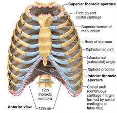The rib cage is the part of the axial skeleton that protects the vital organs within the thoracic (chest) the various causes of pain behind the rib cage, usually referring to chest pain or pain in the thoracic. Thoracic Chest Rib Pain Aligned For Life