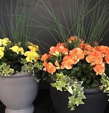 Do not use soil from your garden or from a pot in which another plant has been planted. Begonia Grab Go Planter Altum S Zionsville In