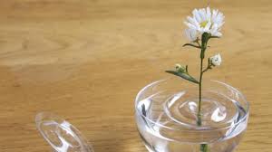 Check spelling or type a new query. Jadi Hiasan Rumah Ini Trik Memotong Bunga Untuk Di Vas Bangka Pos