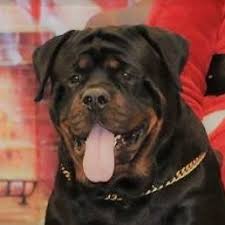 German rottweiler puppies for sale in ohio. Von Allen Rottweilers Home Facebook