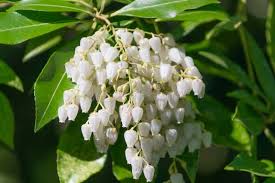 Image result for Pieris formosa