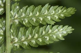 Image result for Athyrium