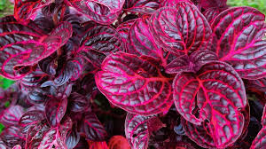 Image result for Iresine lindenii