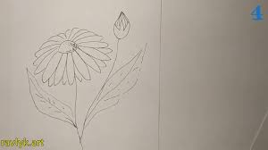 The shape of lily leaves. How To Draw A Camomile A Step By Step Camomile Drawing Tutorial Ravlyk