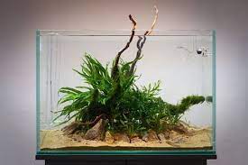 Simon S Aquascape Blog Aquascape Aquarium Aquascape Fish Aquarium Decorations