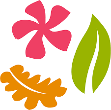 Image result for Tridentea marientalensis