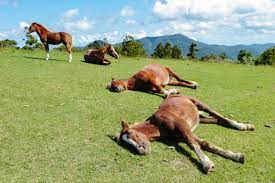 How Do Horses Sleep Animal Friends Pet Insurance