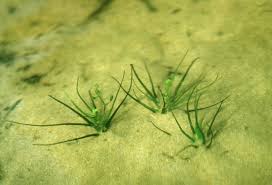 Image result for Subularia monticola