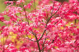 Les 8 Plus Beaux Arbres A Planter Pour Le Jardin Erable Du Japon Arbre De Jardin Jardin Japonais