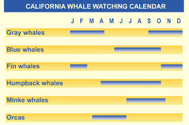 california whale watching what you can see by month