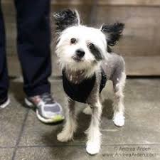 Or to tune up their obedience! 39 Best Small Dog Playgroups In New York City Ideas Dogs Pet Parent Playgroup