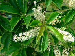 Image result for Terminalia sambesiaca