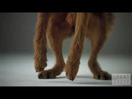 What Breeds Are The Dogs In The Pedigree Commercial Yahoo Answers