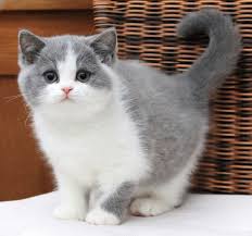Masum Kuzum Benim Kedi