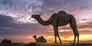 How do a camels walk? Learn More About Camels