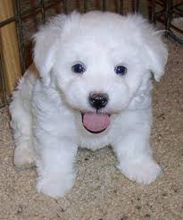 When looking for a new dog or puppy it's so important that you research dog breeds well so that you fully. Bichon Frise Puppies Bichon Frise Puppy For Sale For Sale In Melbourne Victoria Classified Bichon Frise Puppy Cute Puppy Breeds Bichon Frise