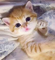 Mobile Uploads Cat Kedi Kitten Minnak Gato Chat Sevimli Kedi Yavrulari Sevimli Kediler Kedi
