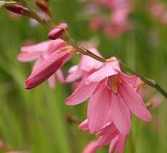 Image result for Tritonia