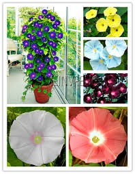   red picotee morning glory. New 2018 23 Types Of Japanese Morning Glory Climbing Flowers Bonsai Plants Rare Yellow Red Blue Purple White 50garden Buy At The Price Of 0 32 In Aliexpress Com Imall Com