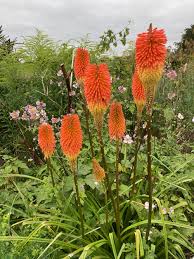 Image result for Kniphofia princeae