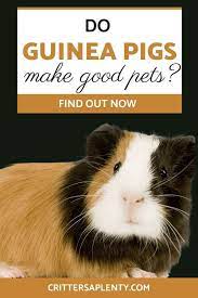 Pin On Guinea Pig Info Care