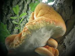 Some species, especially laetiporus sulphureus, are commonly known as sulphur shelf, chicken of the woods, the chicken mushroom, or the chicken fungus because many think they taste like chicken. Chicken Of The Woods Norfolk Wildlife Trust